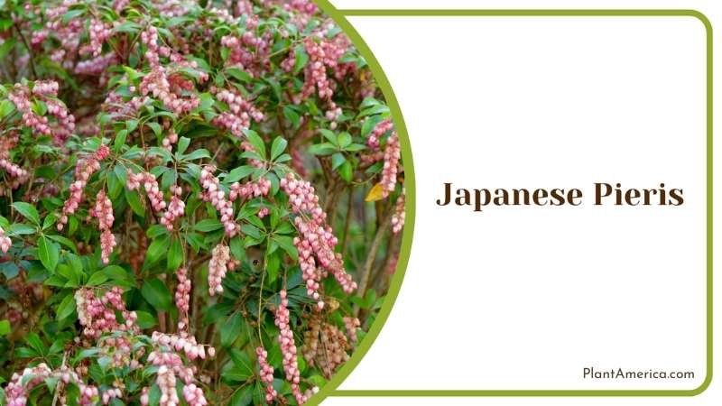 Japanese Pieris Bushes Plant America
