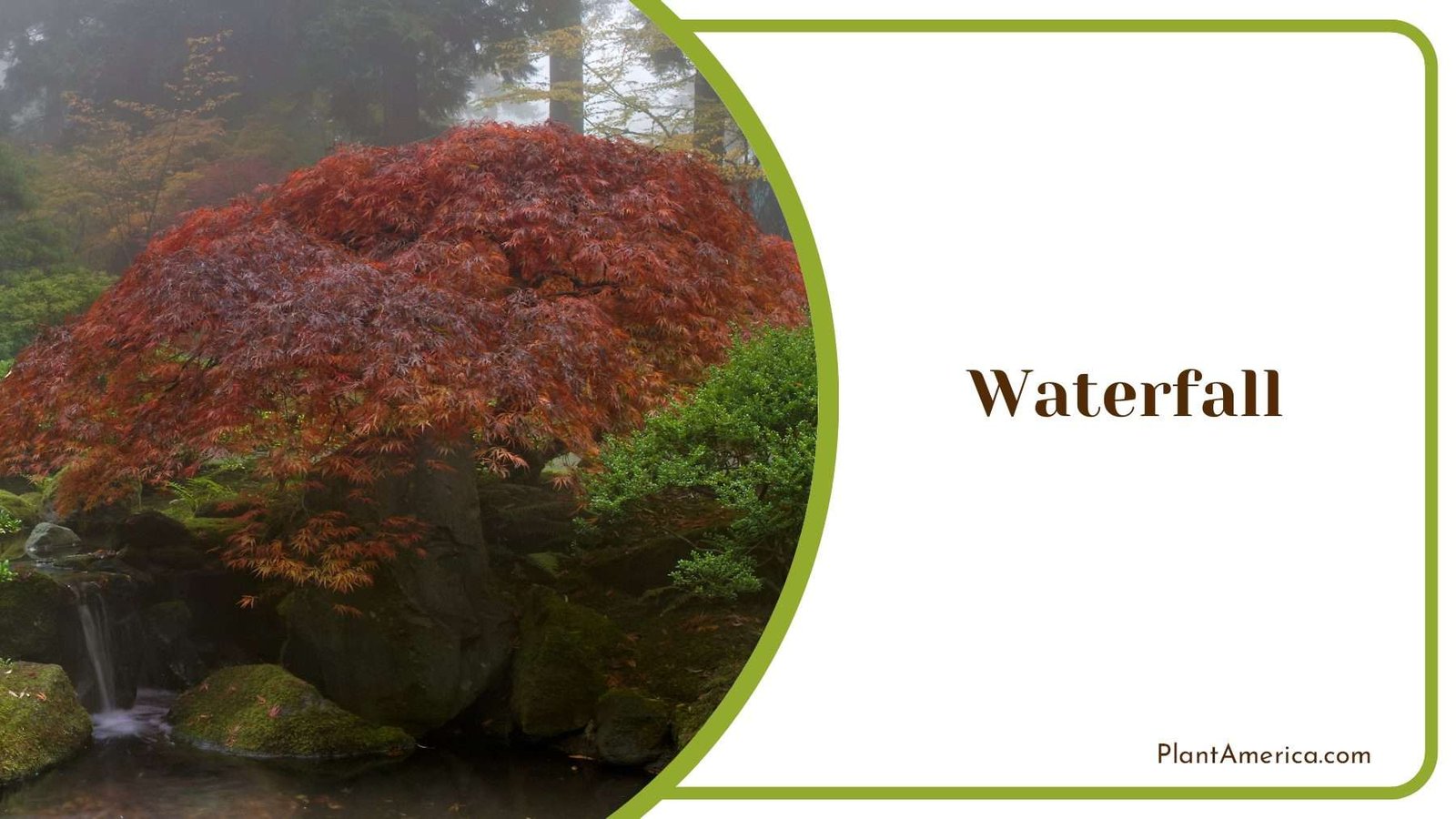 Japanese Waterfall Maple Tree PlantAmerica