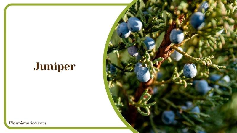 Juniper Bushes Plant America