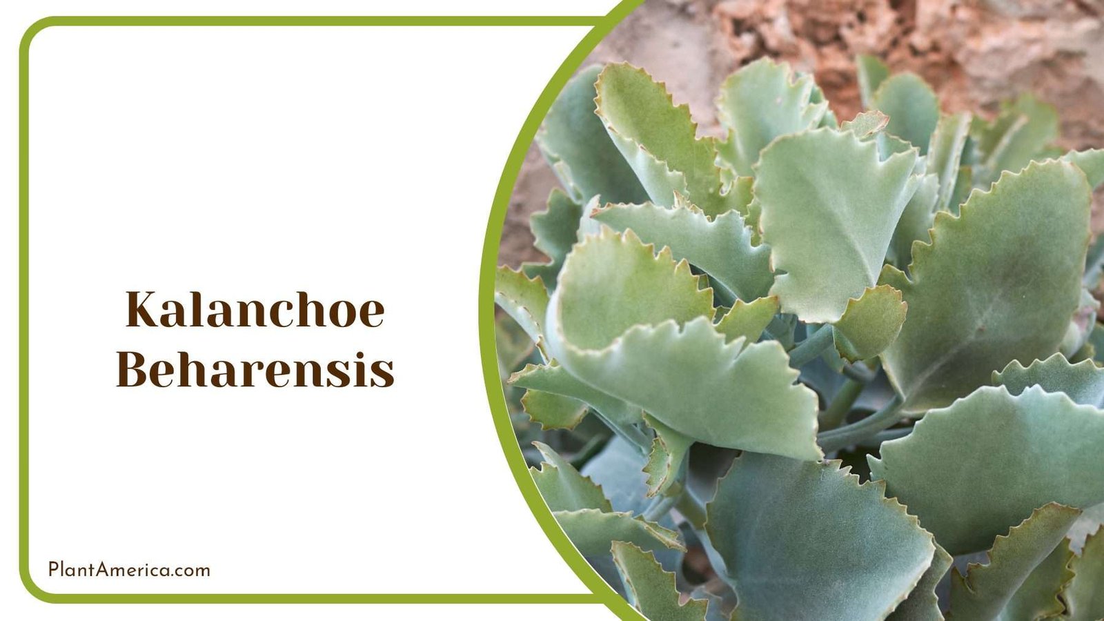 Kalanchoe Beharensis Plant Plant America