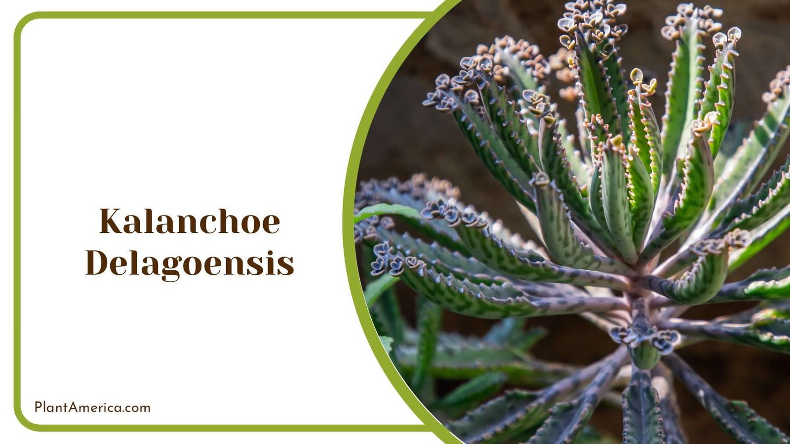 Kalanchoe Delagoensis With Succulent Leaves Plant America