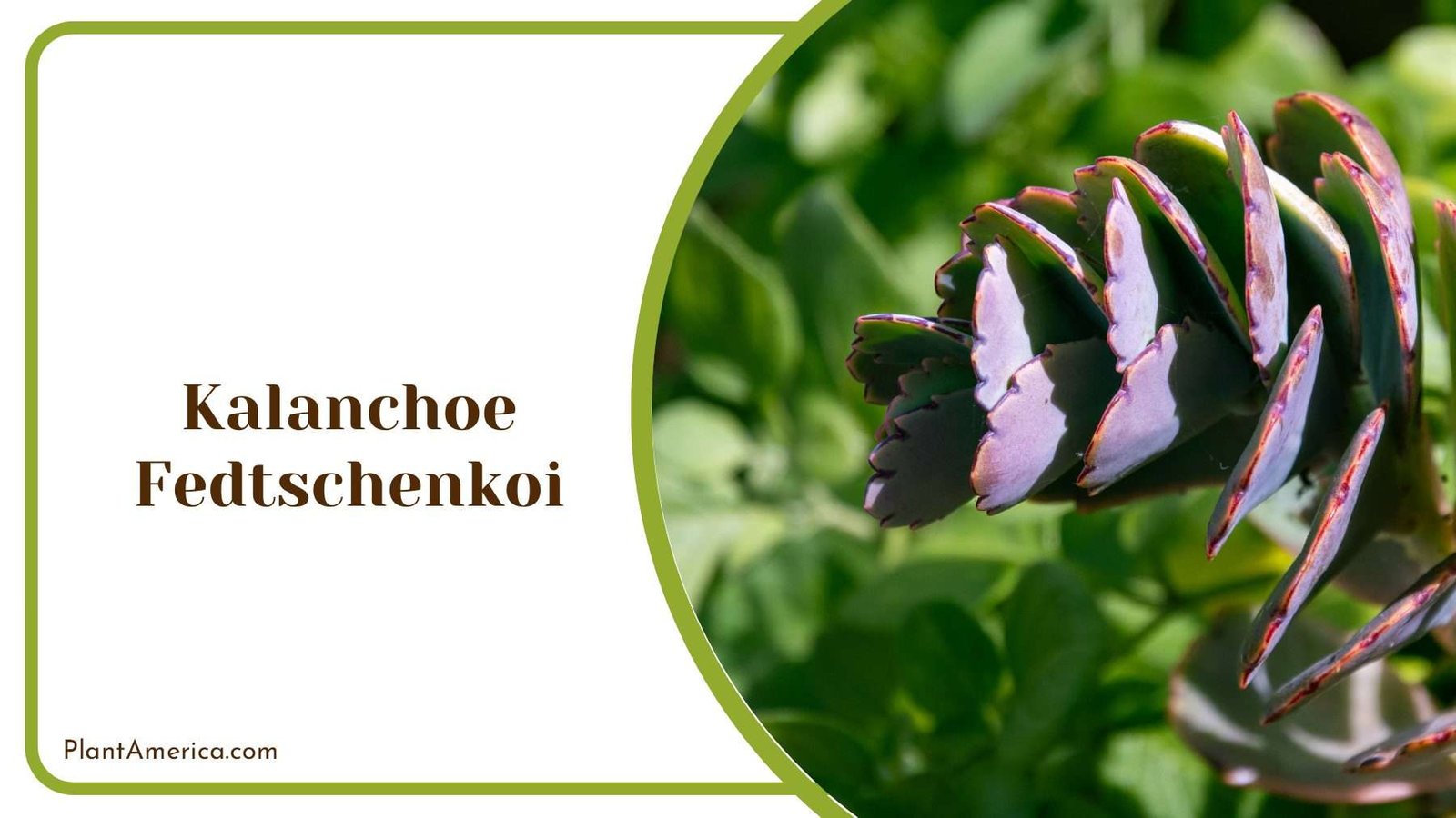 Kalanchoe Fedtschenkoi with Green Leaves Plant America