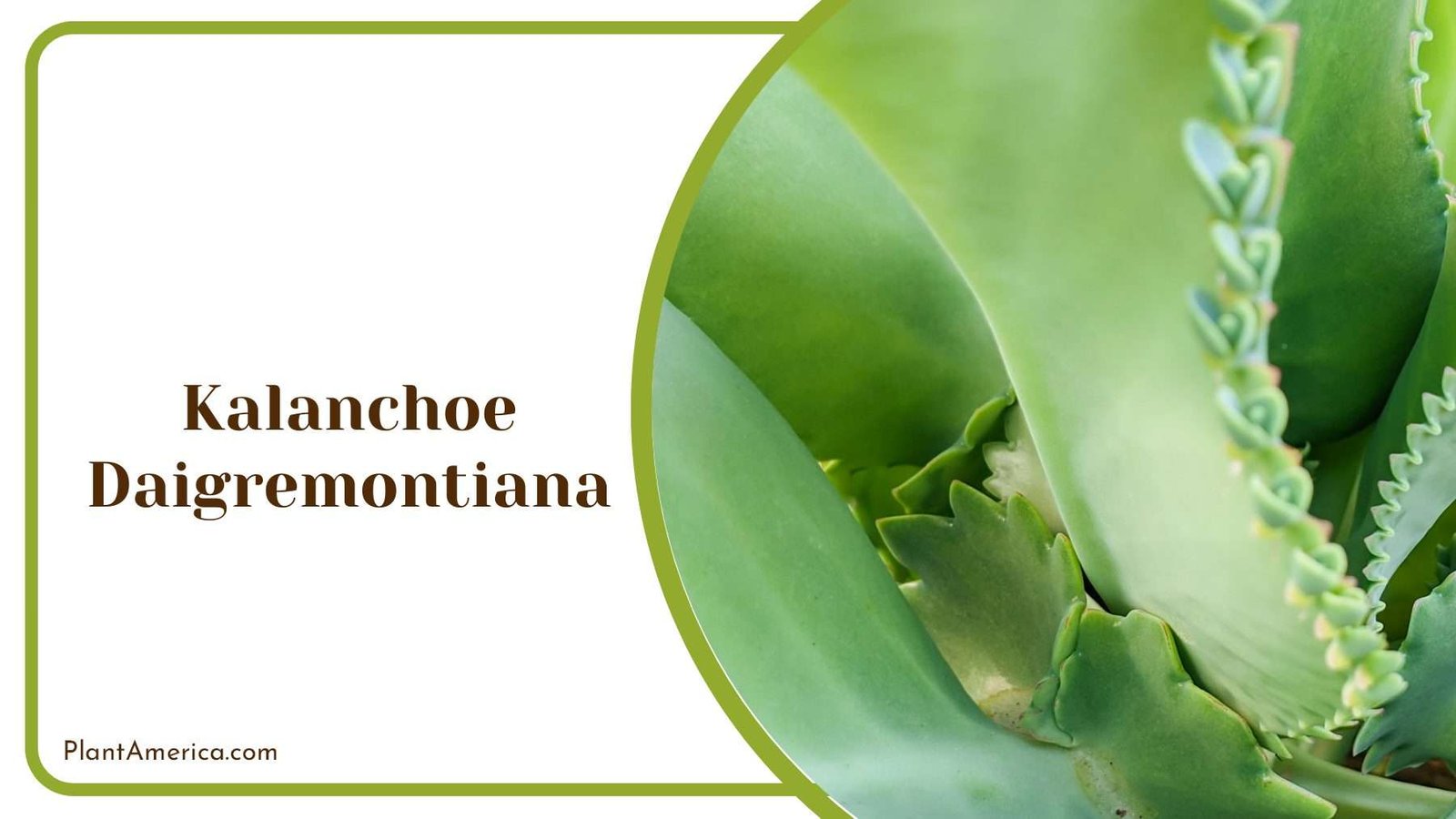 Kalanchoe Green Plant Daigremontiana Plant America