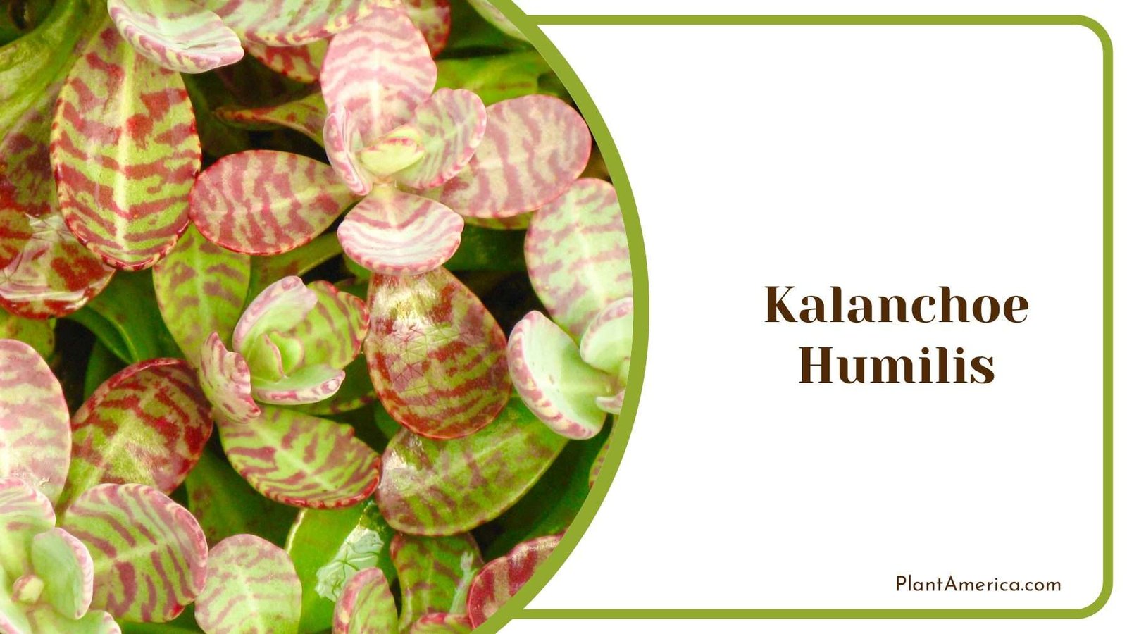 Kalanchoe Humilis Green Leaves With Red Lines Plant America