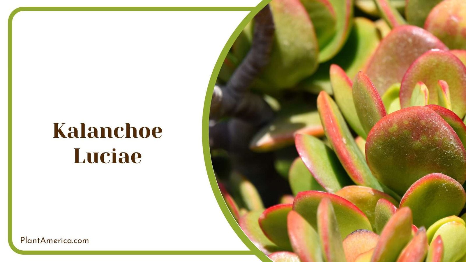 Kalanchoe Luciae Green Plant America