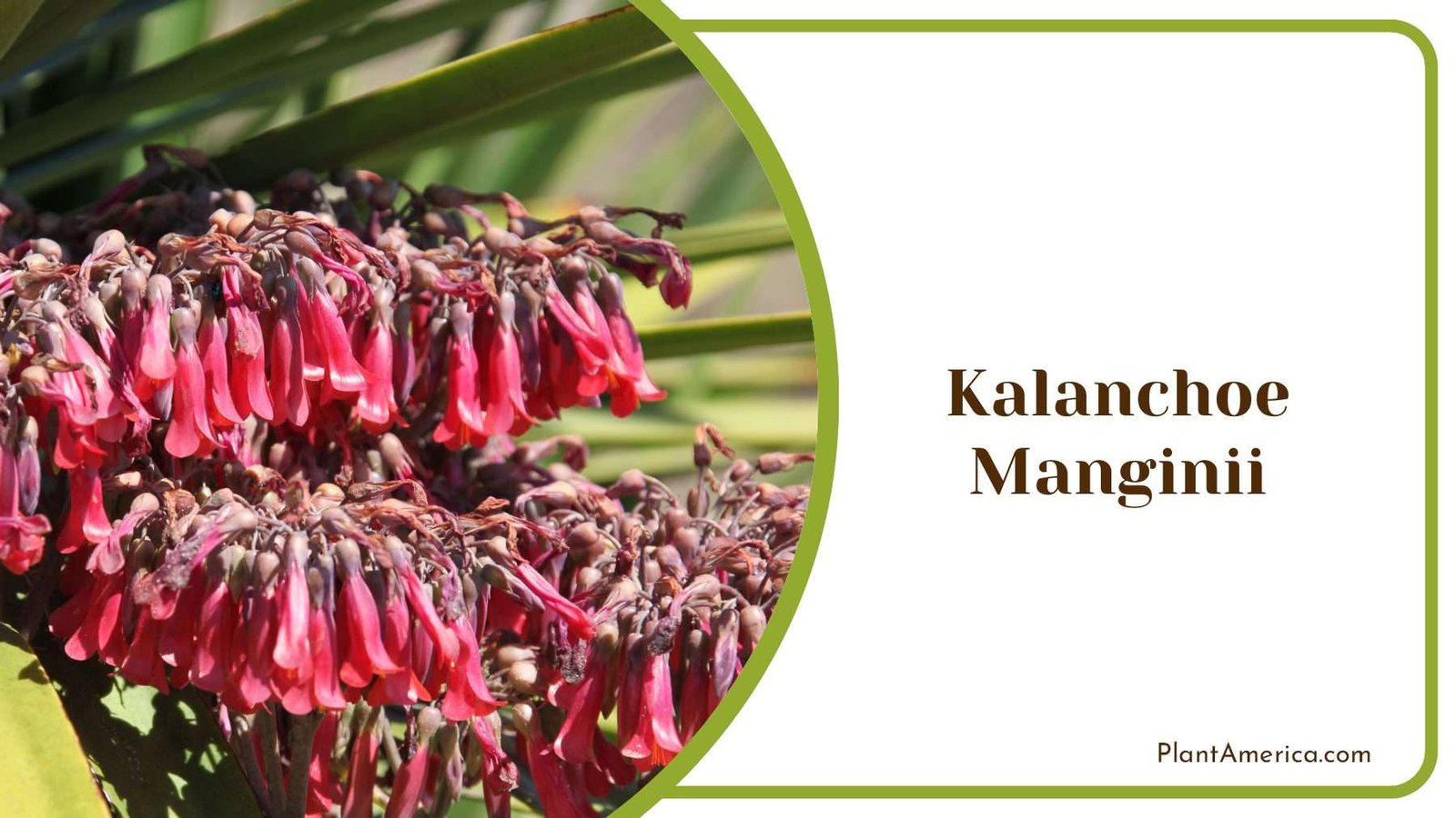 Kalanchoe Manginii Care Plant America