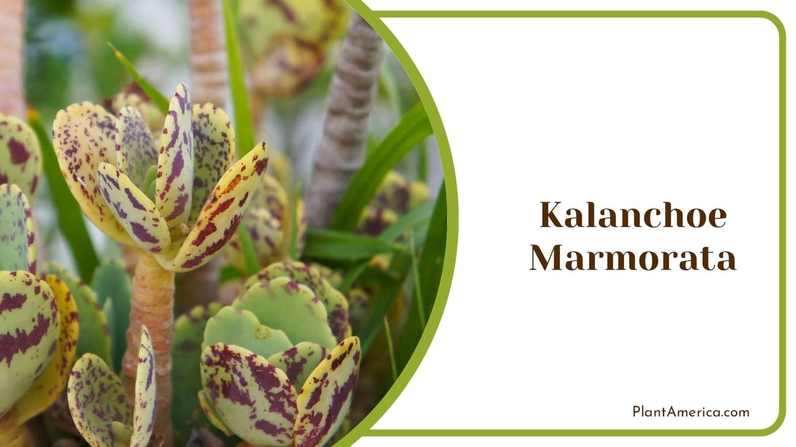 Kalanchoe Marmorata Colorful Yellow Red Plant America