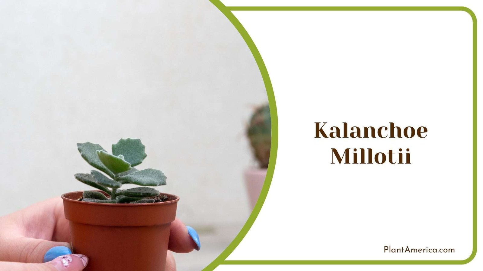 Kalanchoe Millotii With Green Succulent Leaves Plant America