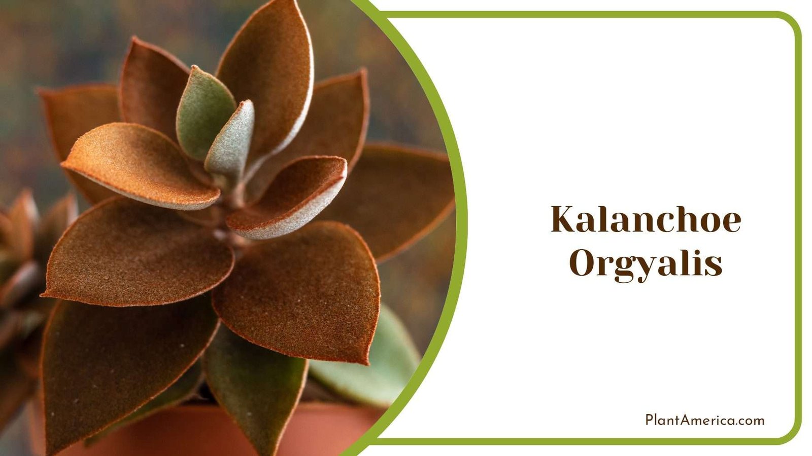 Kalanchoe Orgyalis Brown Leaves Plant America