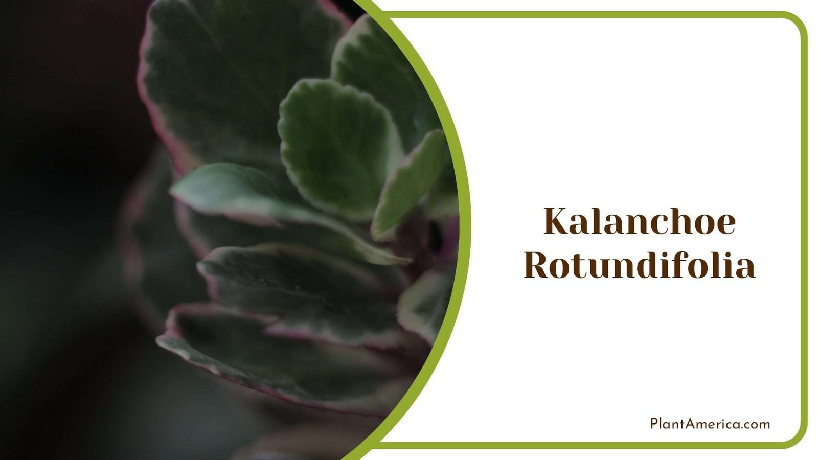 Kalanchoe Rotundifolia With Succulent Leaves Plant America