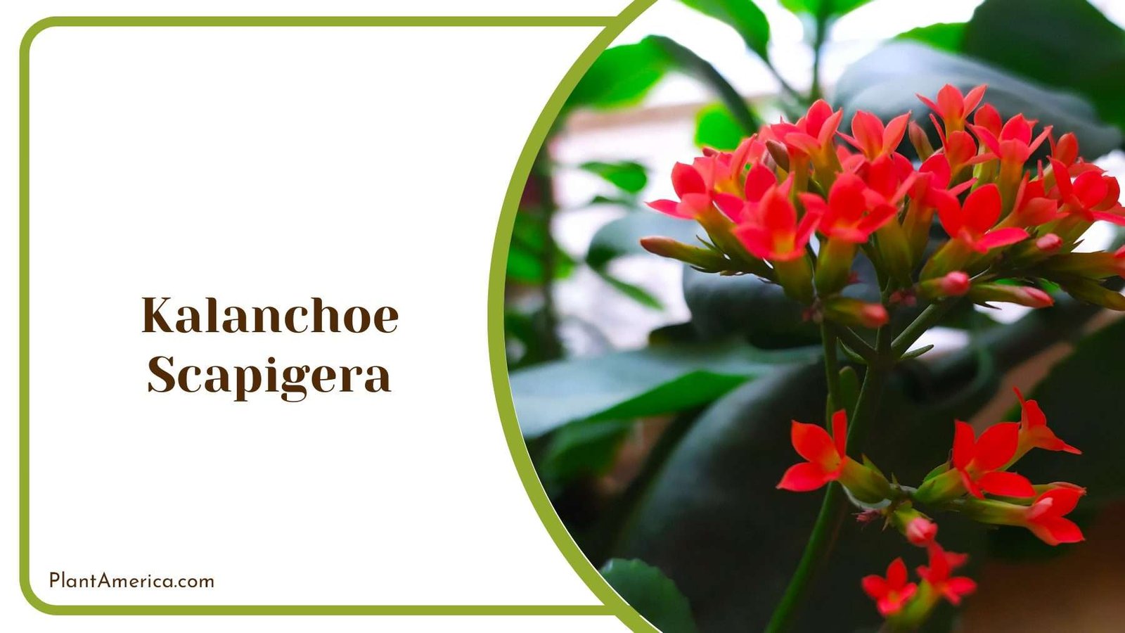 Kalanchoe Scapigera With Red Rosettes Plant America