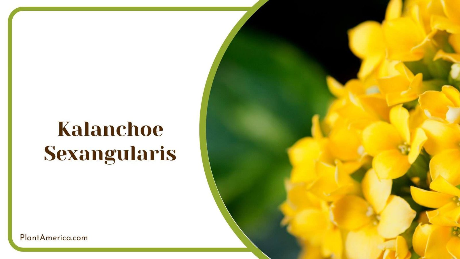 Kalanchoe Sexangularis With Yellow Rosettes Plant America