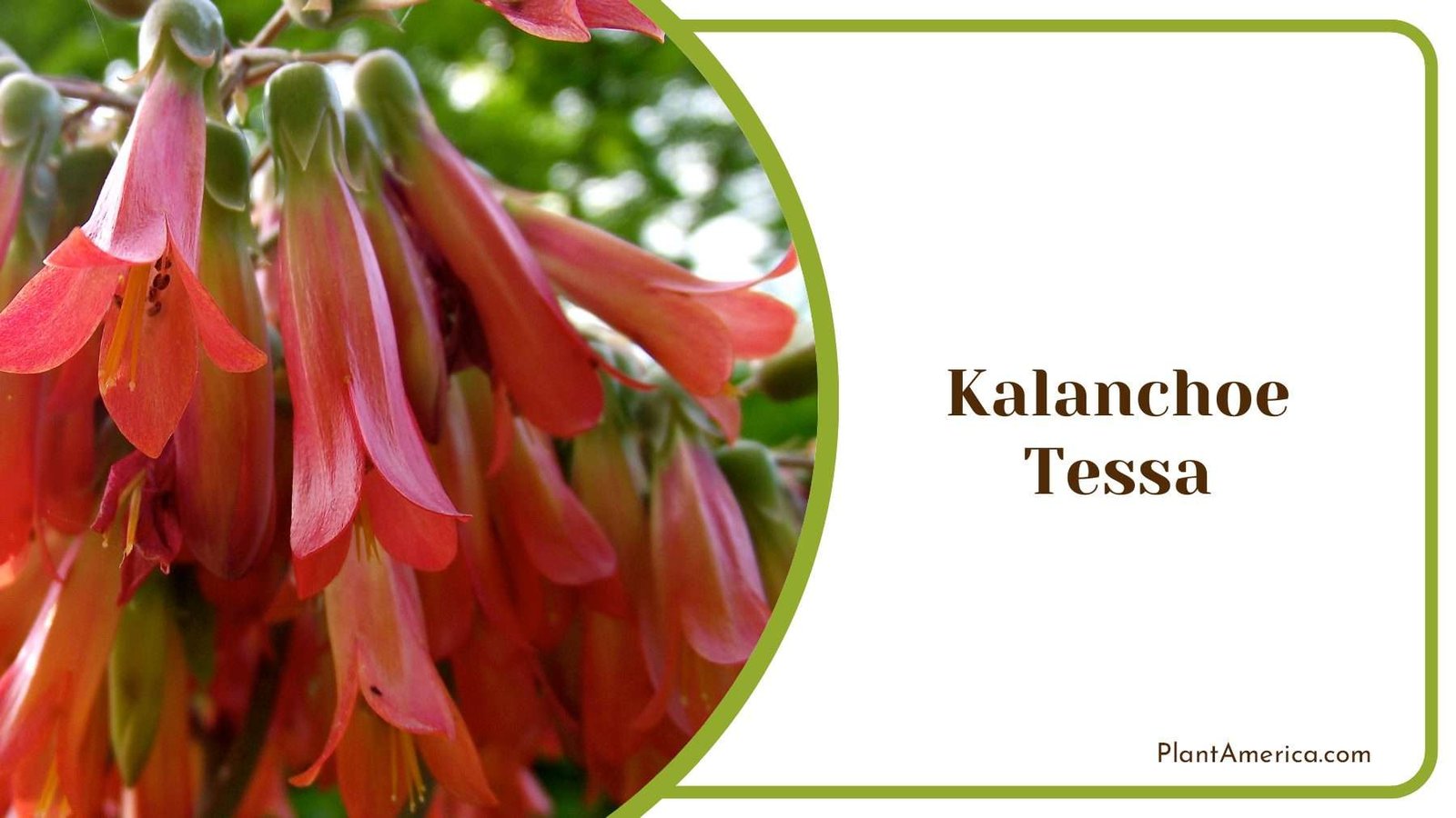 Kalanchoe Tessa With Dense Mound Rosettes Plant America