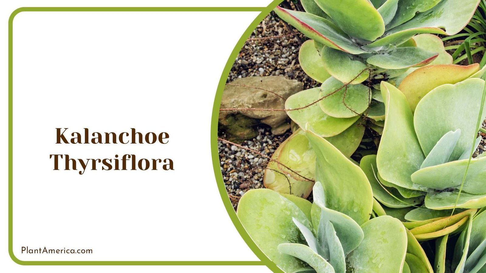 Kalanchoe Thyrsiflora Green Leaves Plant America