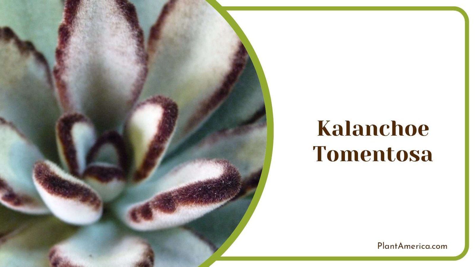 Kalanchoe Tomentosa Gray Plant America