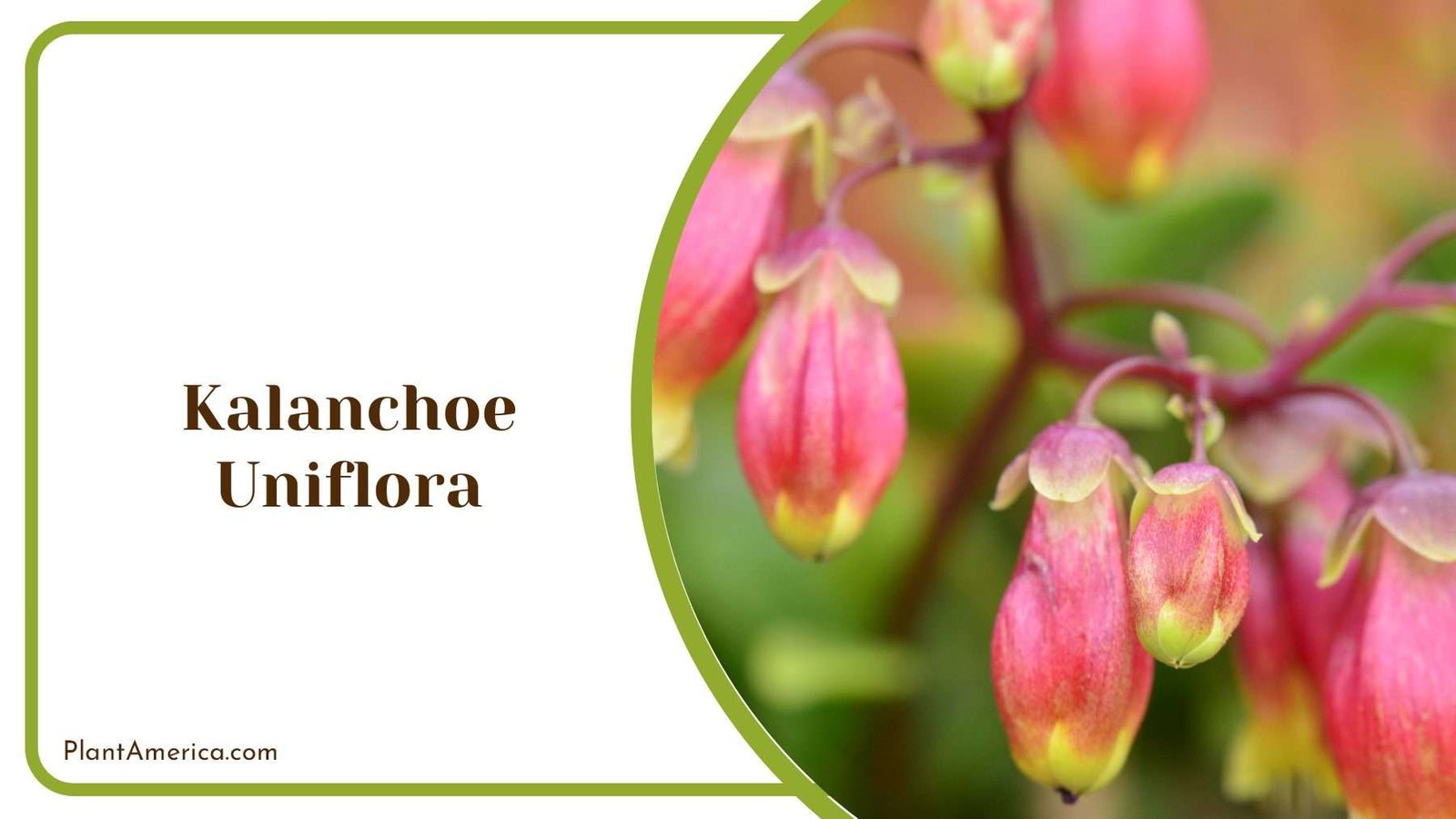 Kalanchoe Uniflora With Low Clustered Rosettes Plant America