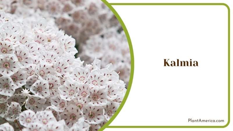 Kalmia Bushes Plant America