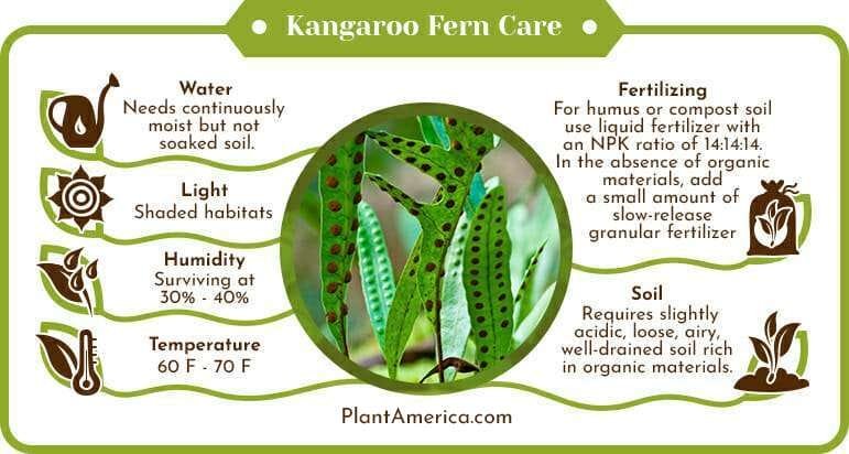 Kangaroo Fern Care Infographic PlantAmerica Kangaroo Fern Care: Easy-Growing Fern With Irregular Foliage