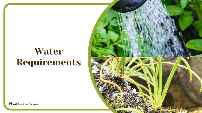 Kangaroo Fern Reqire Proper Watering Plant America Kangaroo Fern Reqire Proper Watering Plant America