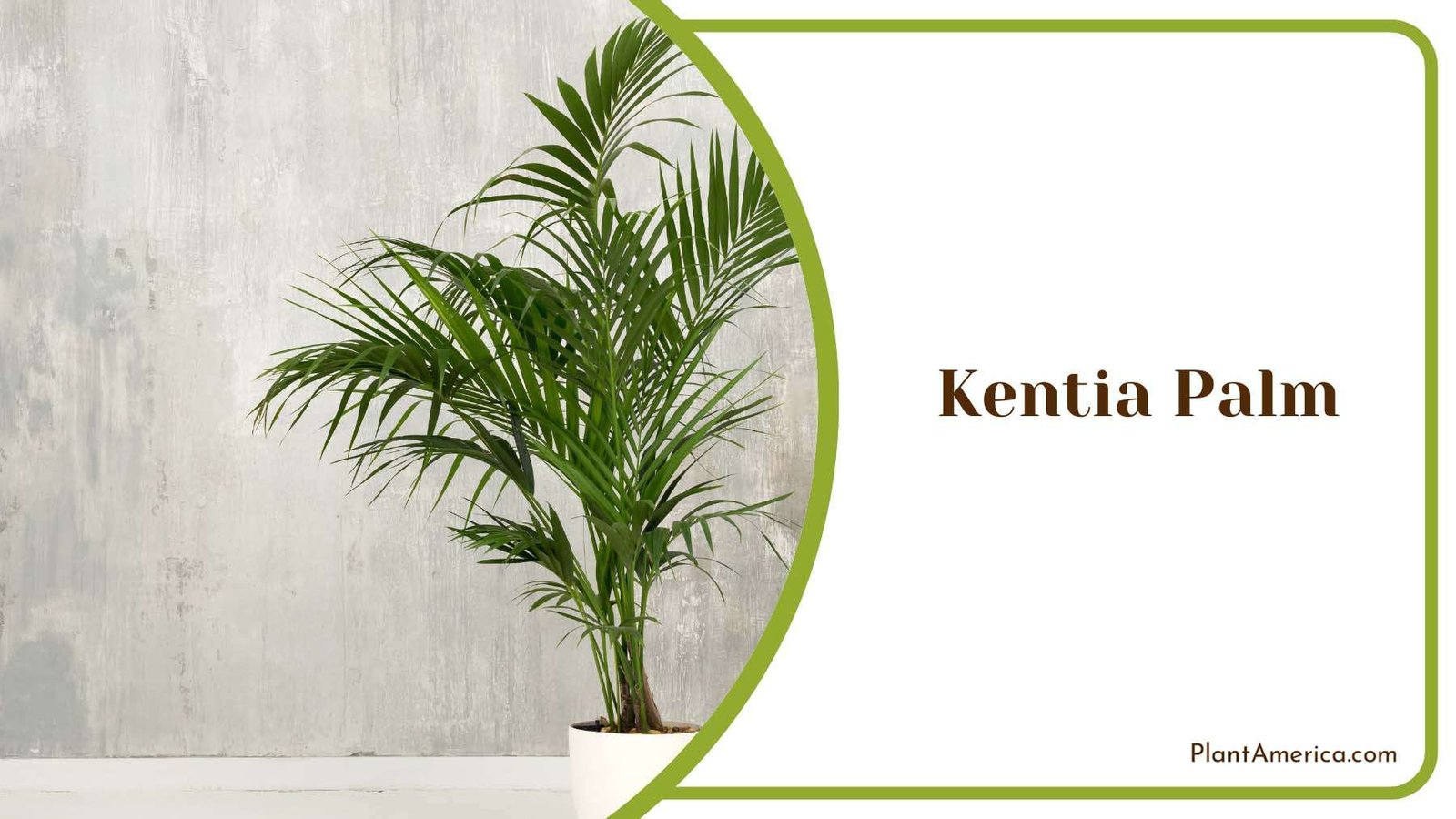 Kentia Palm Indoor Plant Plant America