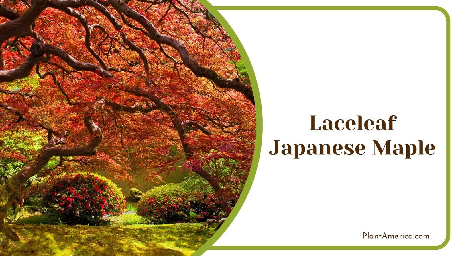 Laceleaf Japanese Maple Trees PlantAmerica
