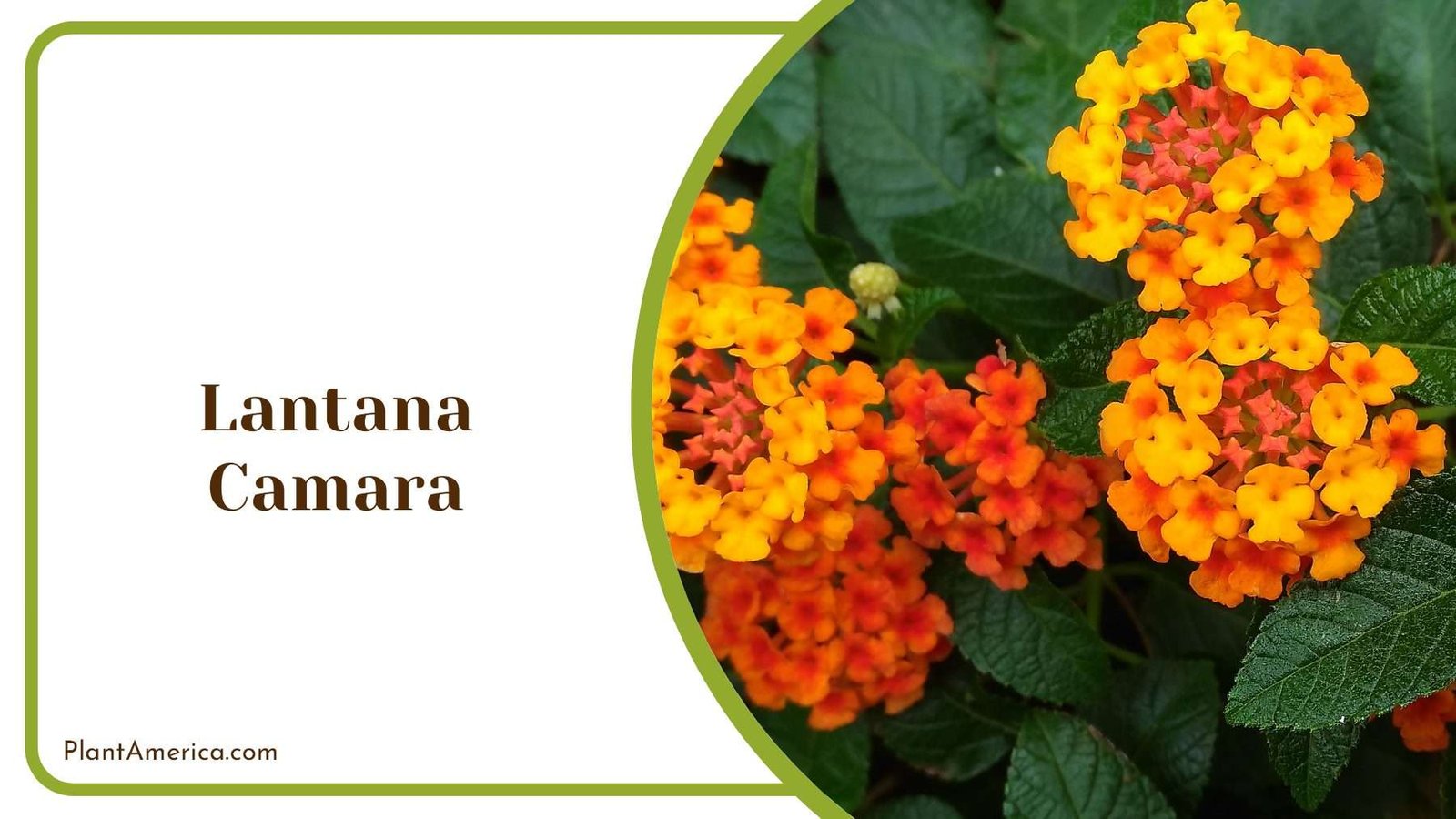 Lantana Camara Orange Flowers Plant America