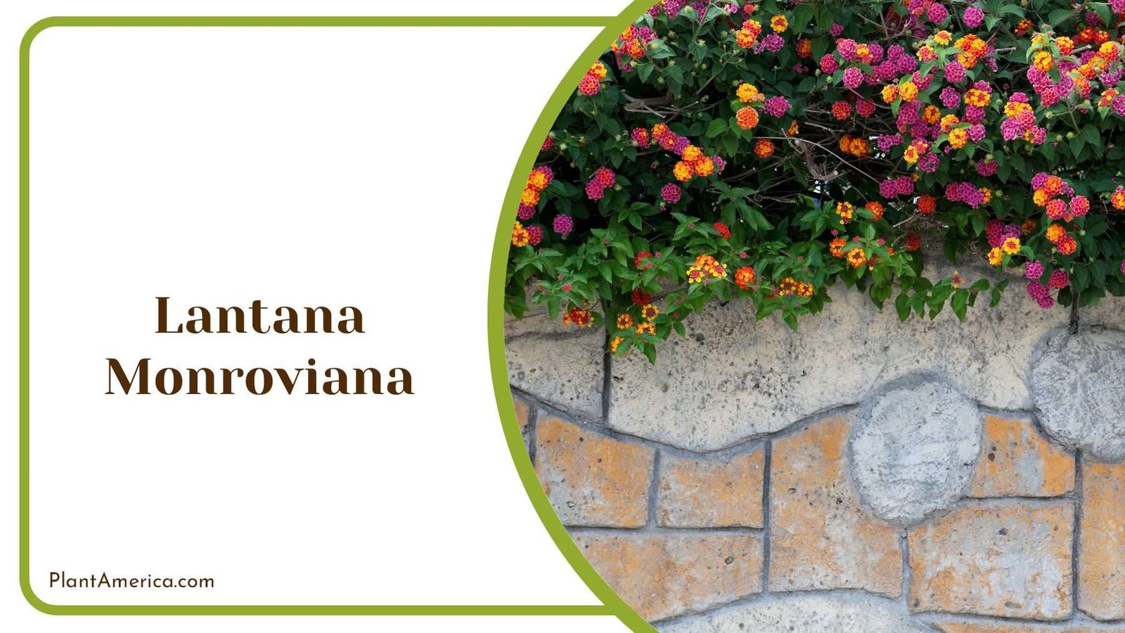 Lantana Monroviana Flowers Plant America