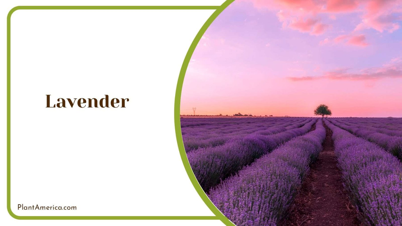 Lavender Beauty In Nature Plant America