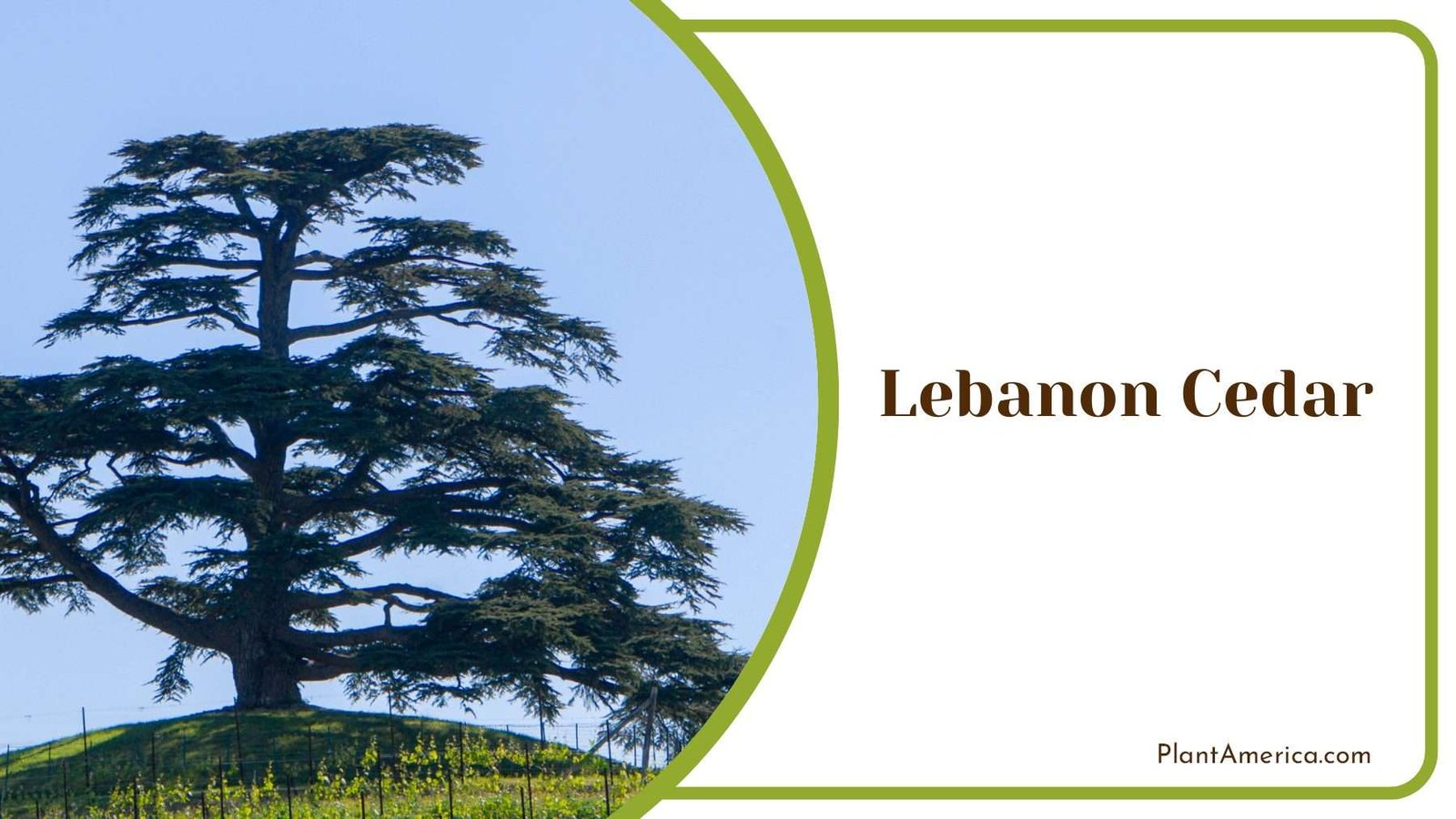 Lebanon Cedar Tree PlantAmerica