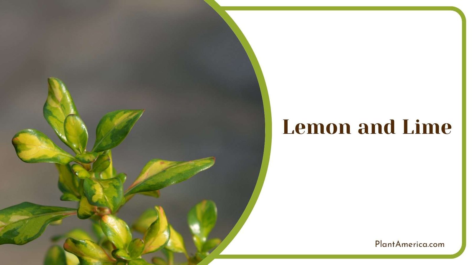 Lemon And Lime Indoor Plant Plant America