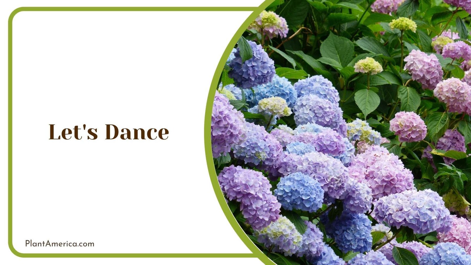 Let s Dance Colorful Flowers Plant America