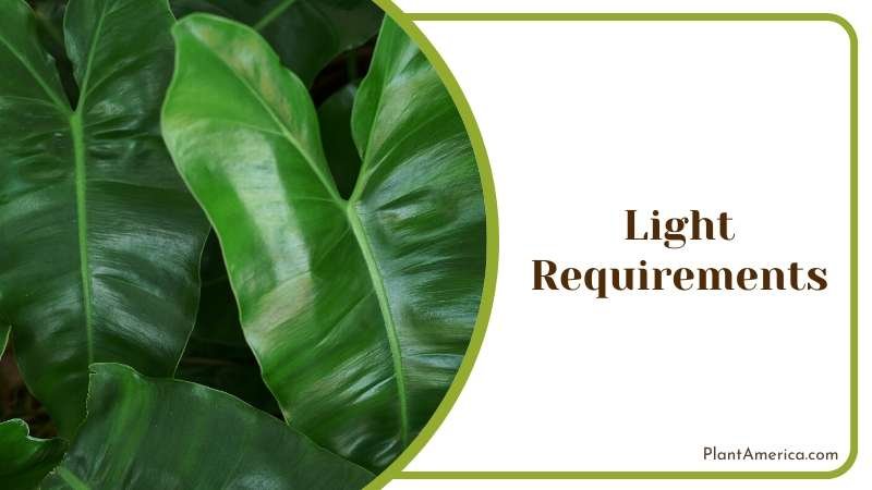 Light Conditions of Philodendron Mexicanum Plant America