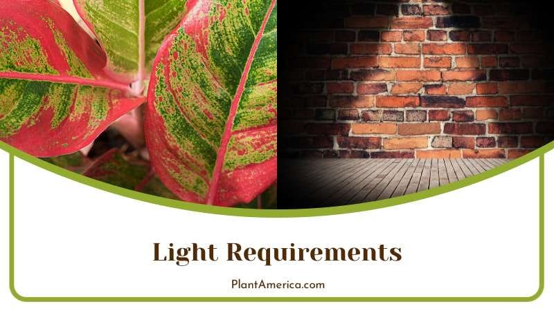 Light Requirements for Aglaonema PlantAmerica 1