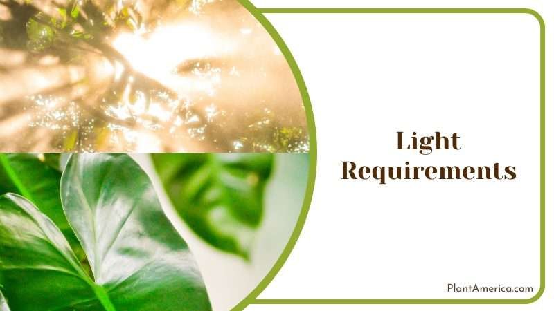 Light Requirements for Atabapoense Plant America 1