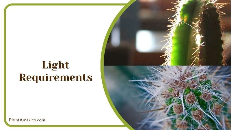 Light Requirements for Blue Torch Cactus Plant America