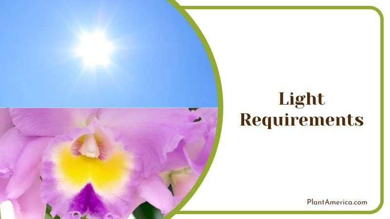 Light Requirements for Cattleya PlantAmerica 1 Light Requirements for Cattleya PlantAmerica 1