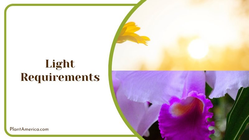 Light Requirements for Cattleya PlantAmerica