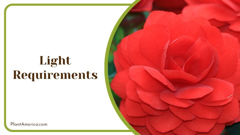 Light Requirements of Double Begonia ~ PlantAmerica
