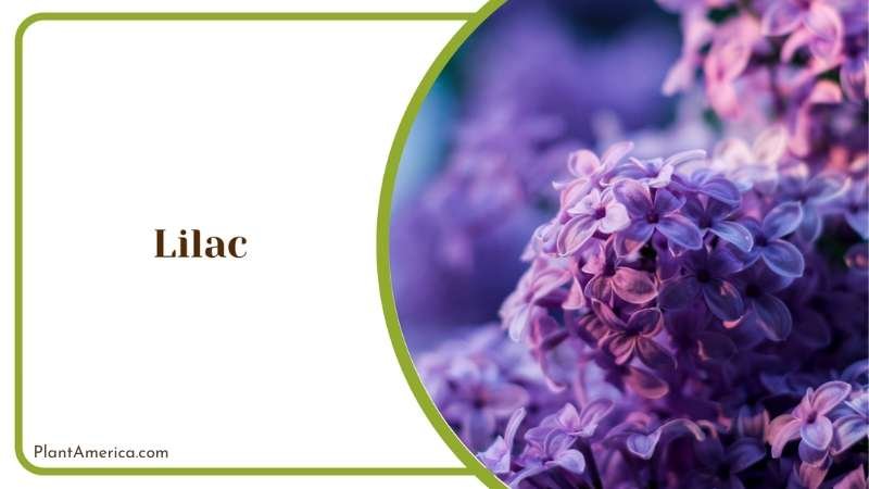 Lilac Bushes Plant America