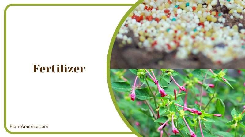 Liquid Fertilizer for Firecracker Plant Plant America
