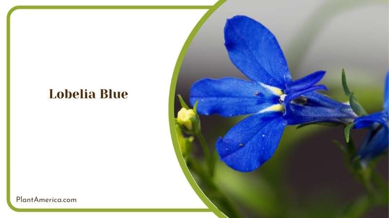 Lobelia Blue Adding A Splash Of Blue To Your Garden Haven Plant America