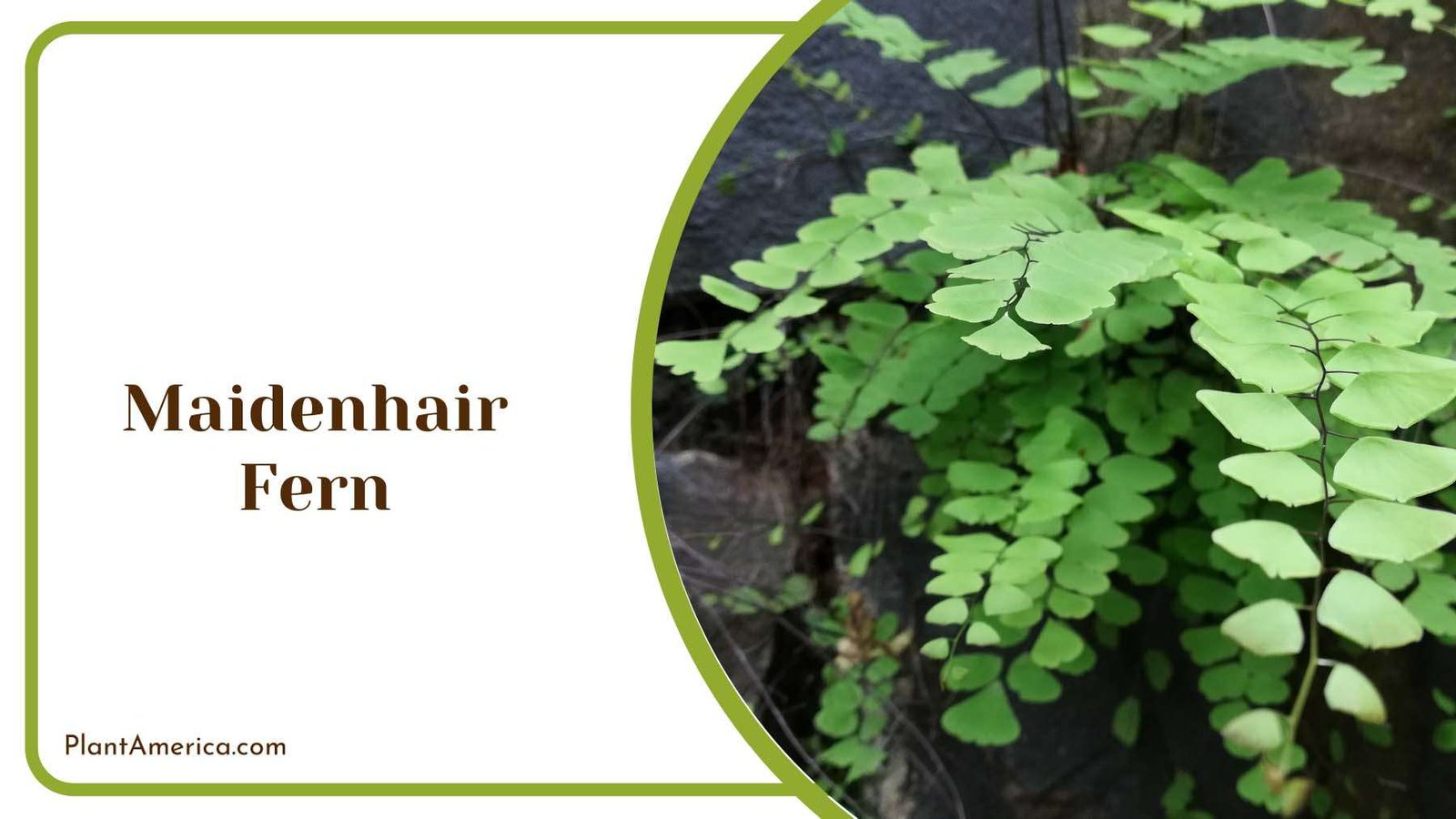 Maidenhair Fern Plant America