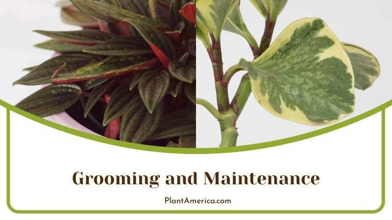 Maintaining Peperomia Plants PlantAmerica