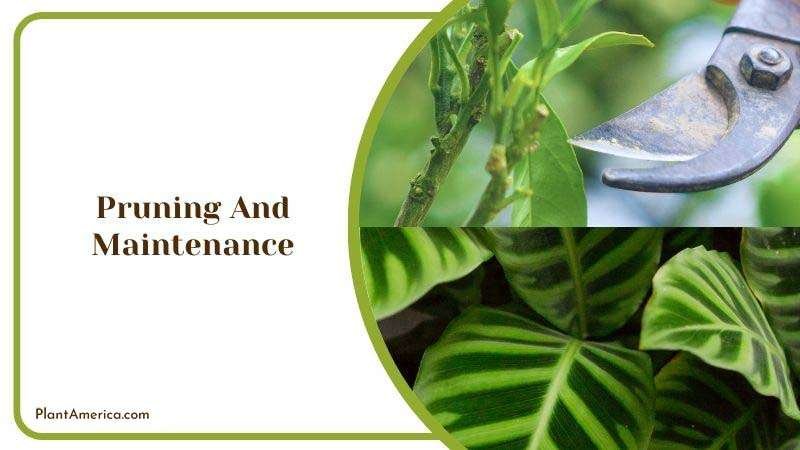 Maintenance Care for Musaica ~ PlantAmerica