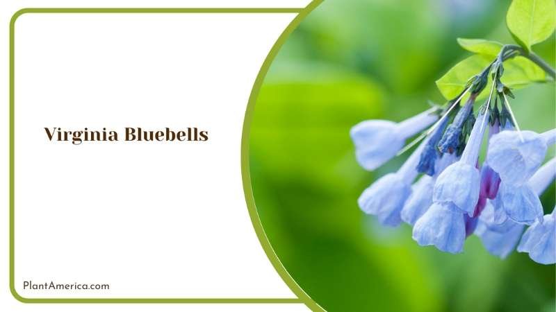 Maximize Spring Garden Magic With Virginia Bluebell Blooms Plant America