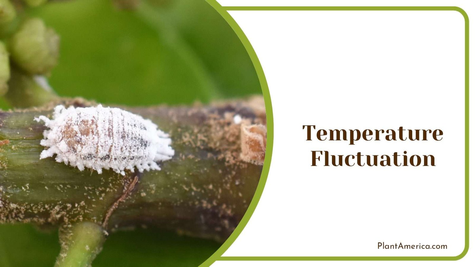 Mealybug Growth on Plants Plant America
