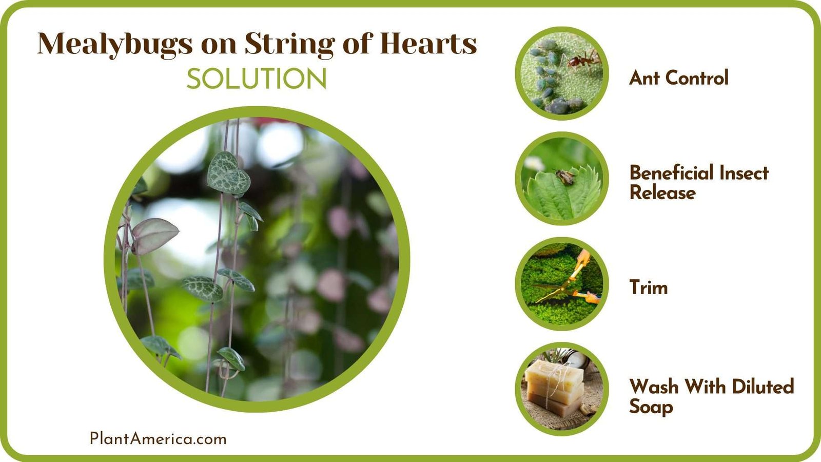 Mealybugs Solutions on String of Hearts Plant America