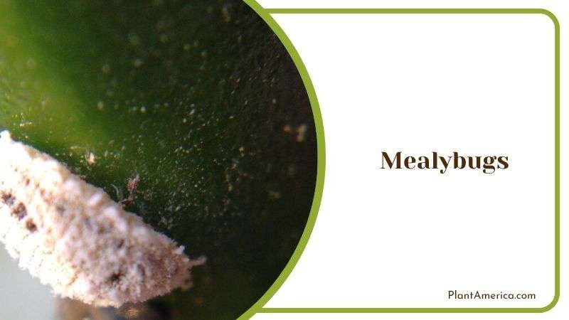 Mealybugs in Starfish Plant PlantAmerica Mealybugs in Starfish Plant PlantAmerica