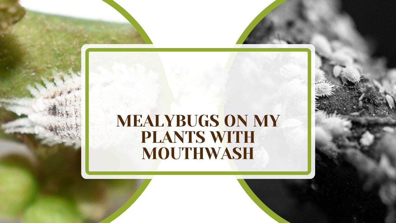 Mealybugs on My Plants With Mouthwash Plant America