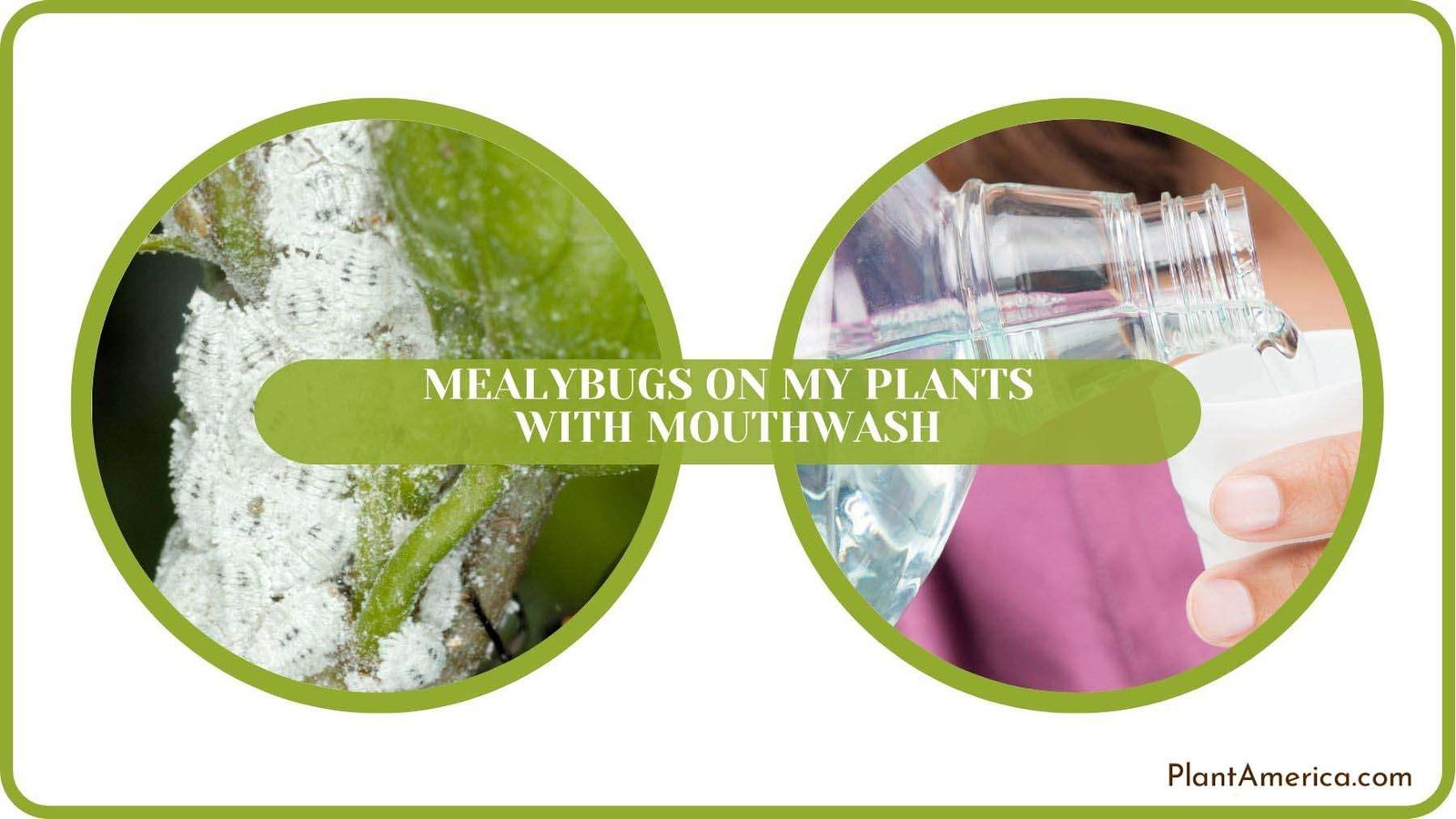 Mealybugs on My Plants With Mouthwash Solved Plant America